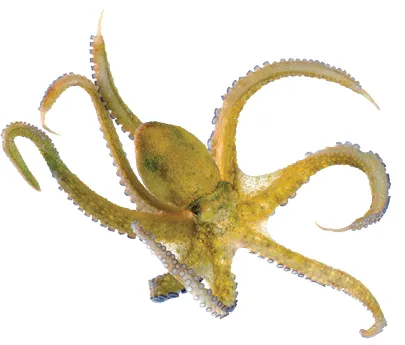 The Craziest Things Employees Tried to Expense Last Year