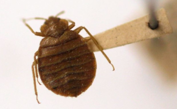 A bed bug is displayed at the Smithsonian's National Museum of Natural History.