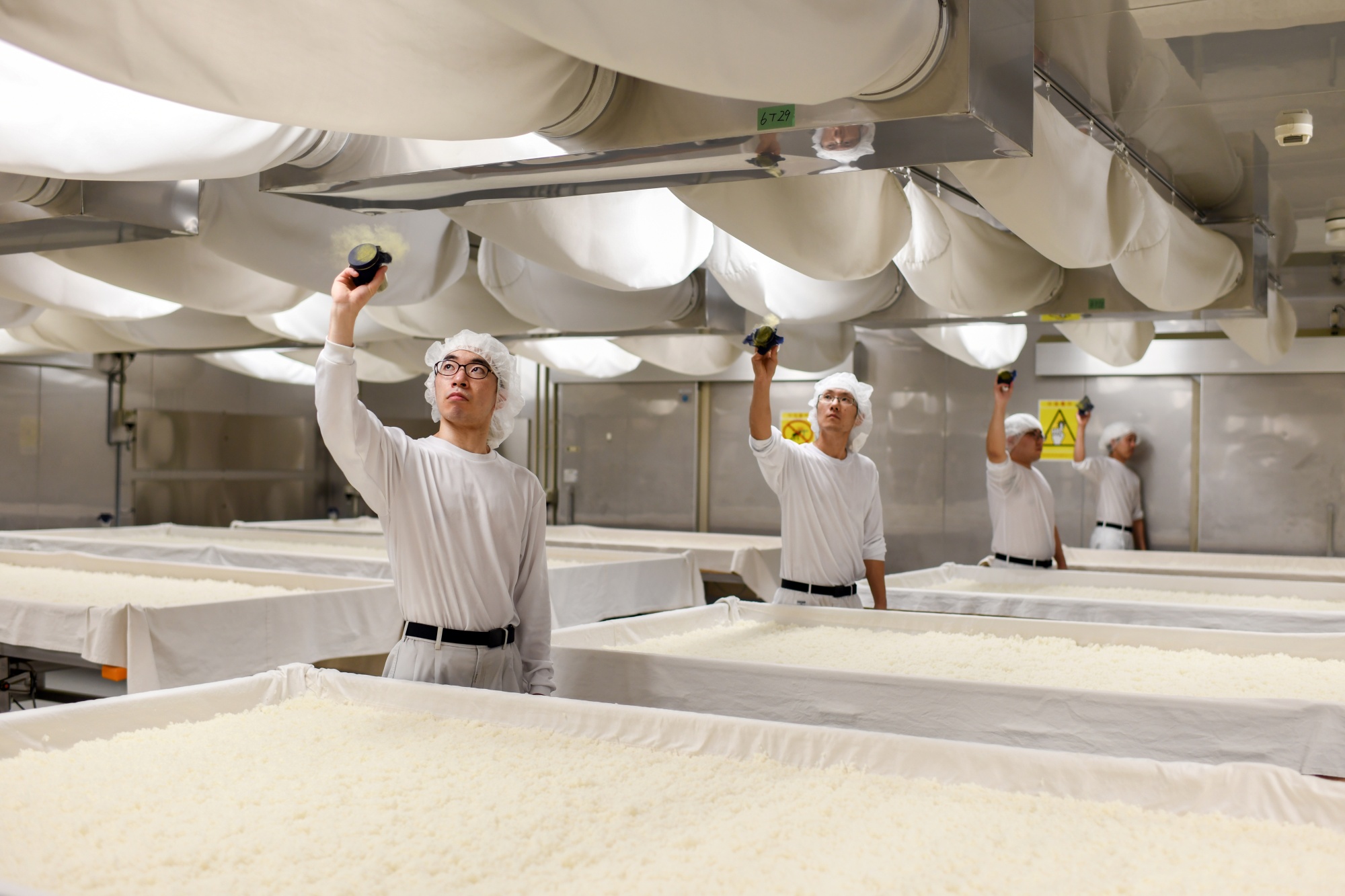 Workers spread Koji mold over steamed rice at the Dassai brewery in Iwakuni. They quietly move in unison to minimize the disruption of air flow. 