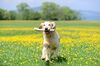 Golden retriever dog playing with stick on a flower meadow outdoors