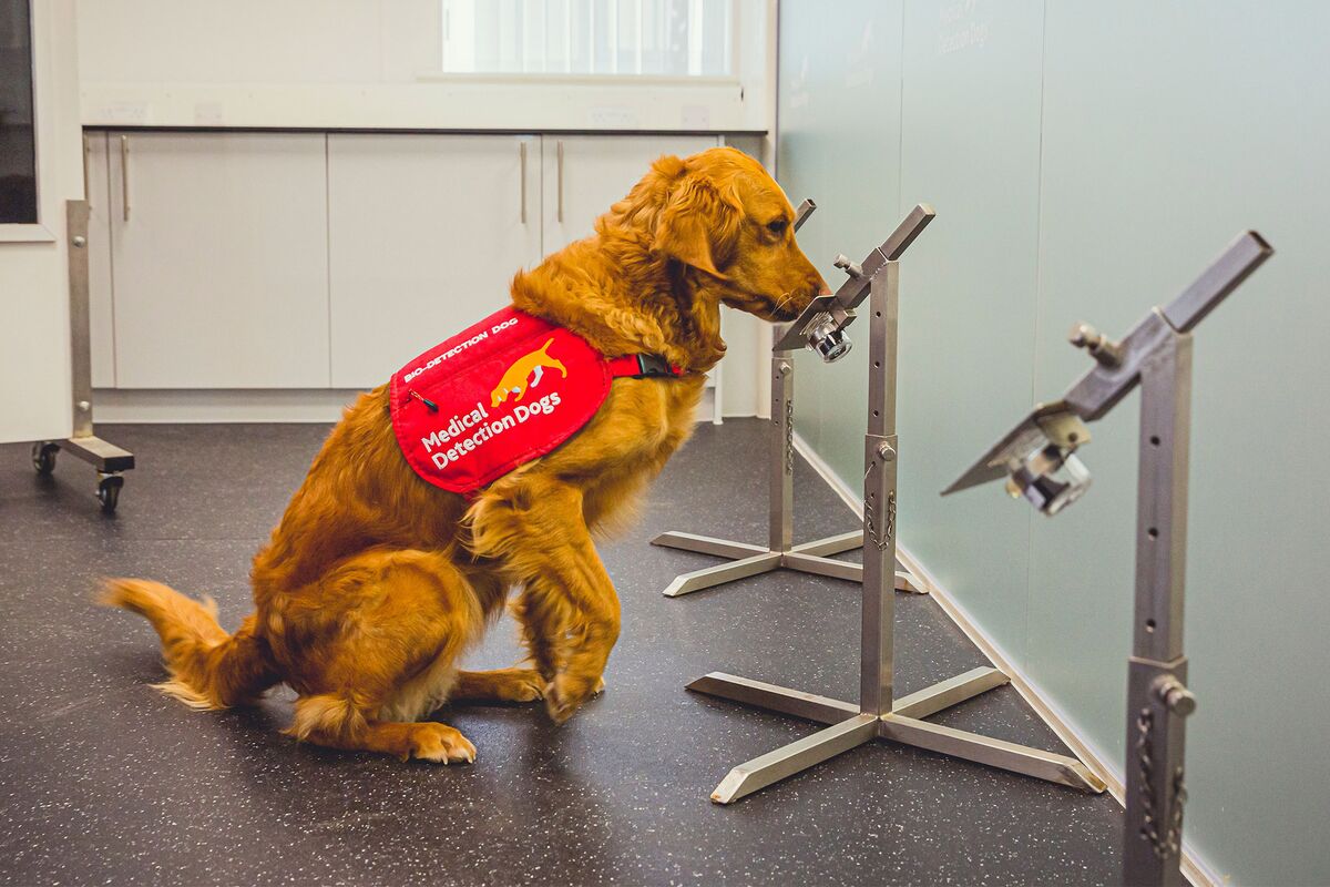 what do dogs sniff for at the airport