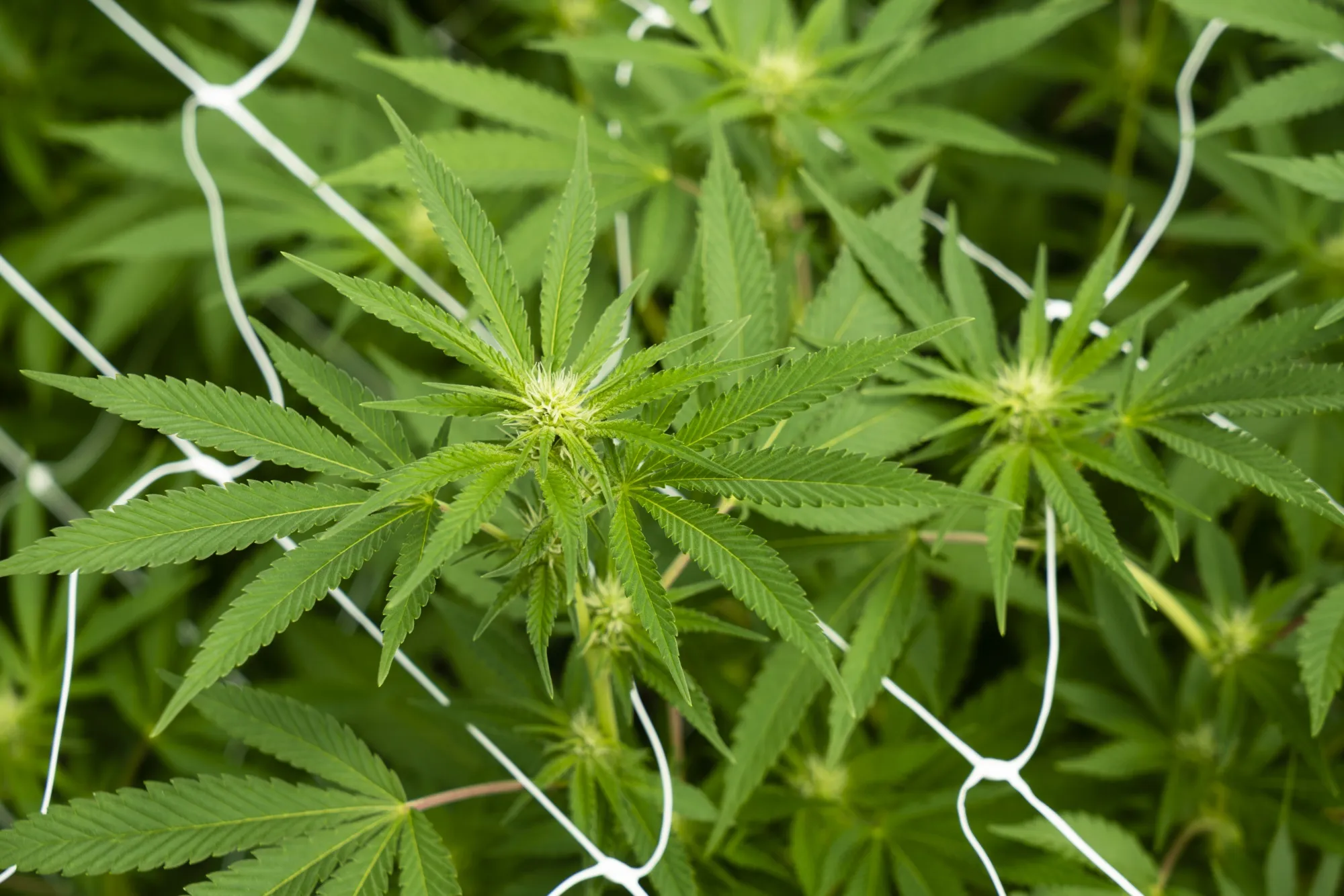 Cannabis Production As Uruguay Bets On Medical Marijuana Exports