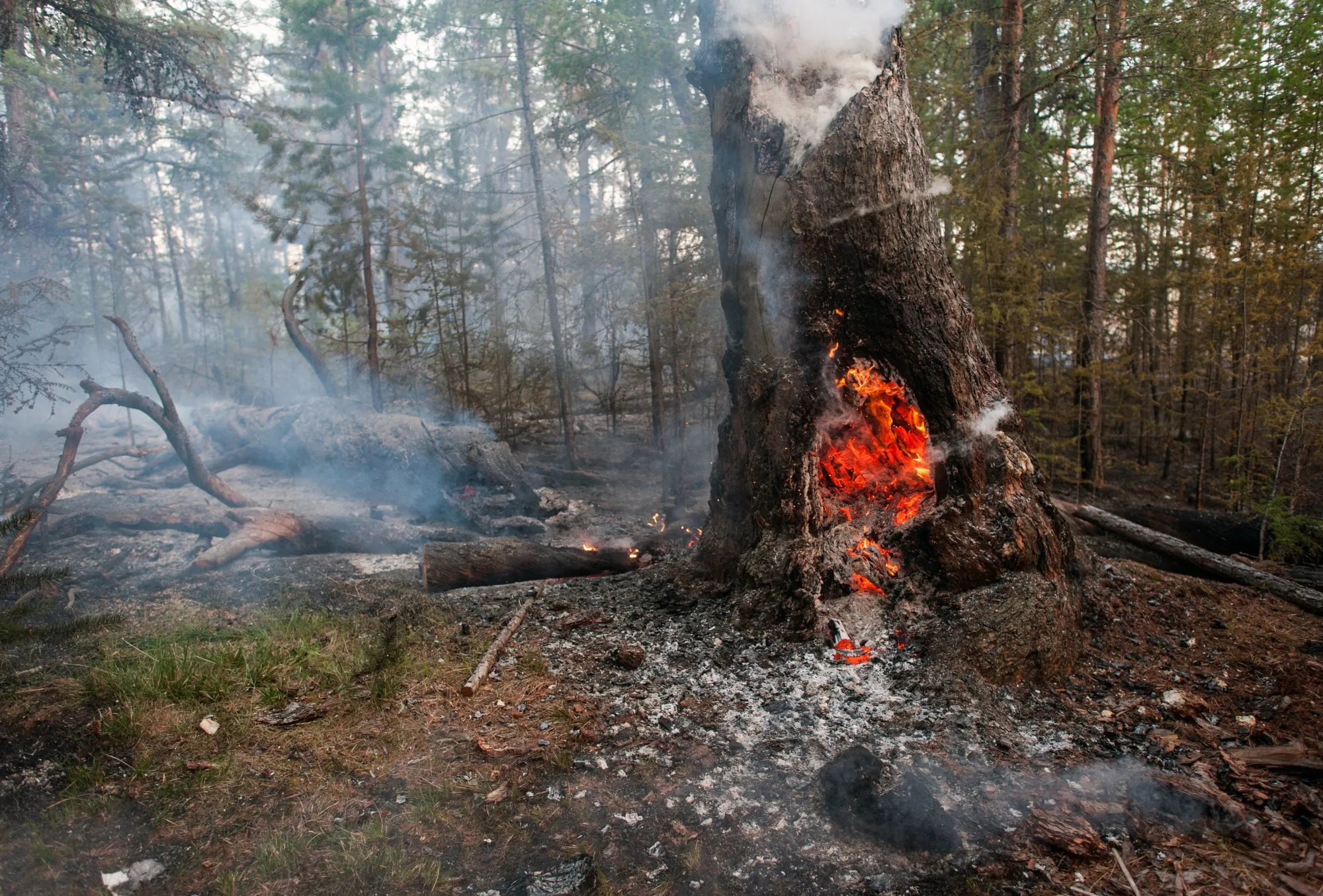 A forest fire in central Yakutia.
