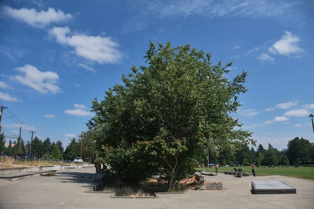 Ed Benedict Skate Plaza in Portland. 
