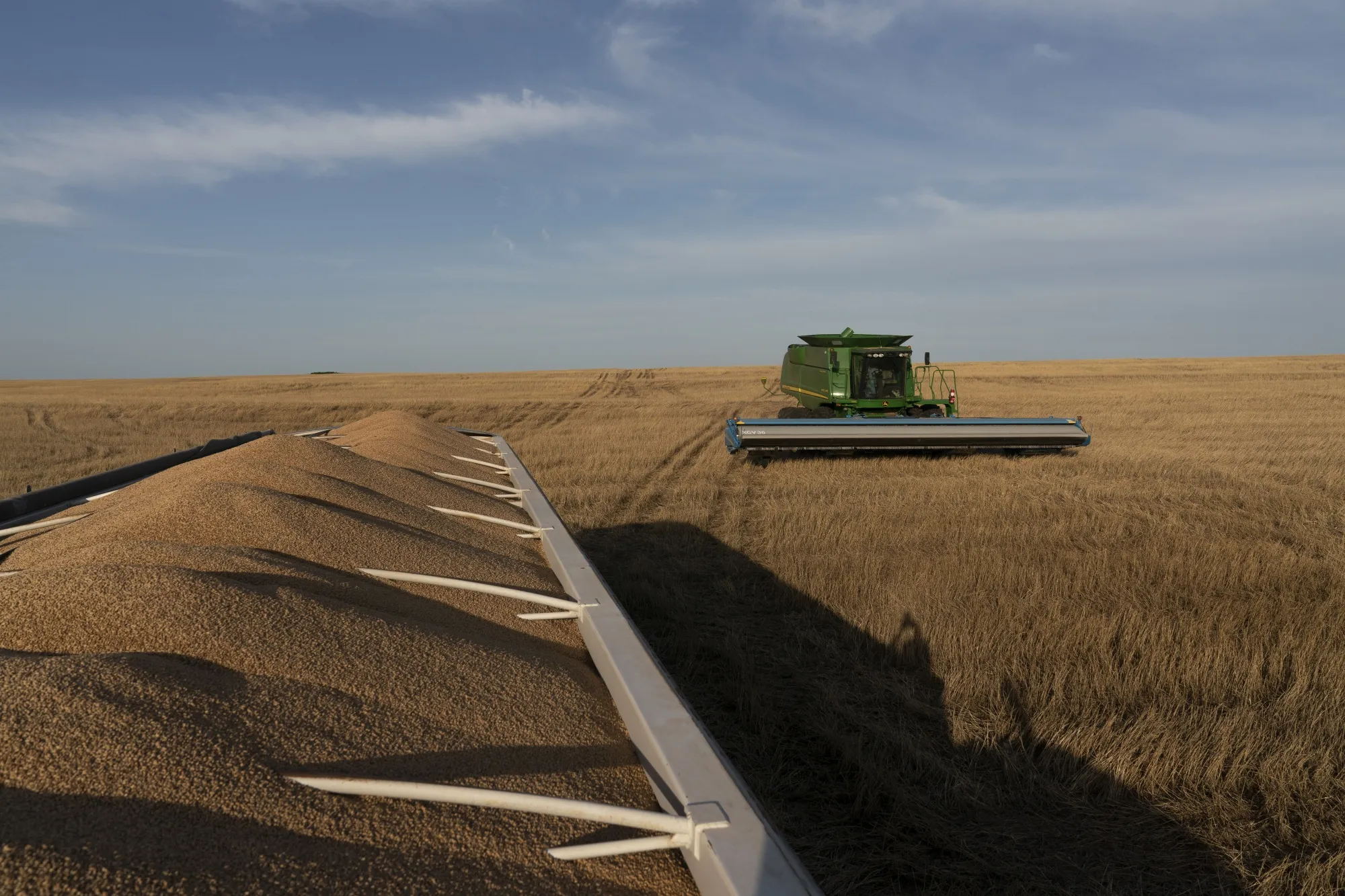 A combine drives past a trailer full of winter wheat in Corn, Oklahoma.