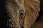 botswana elephants GETTY Sub HP