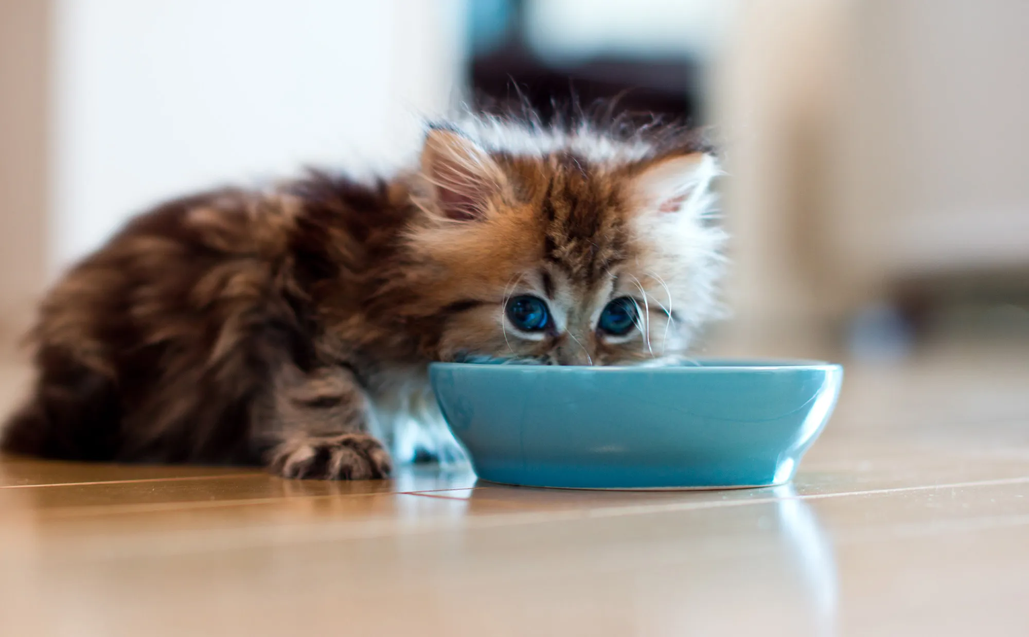 Microencapsulated and Micropelletized supplier Microencapsulated and Micropelletized supplier