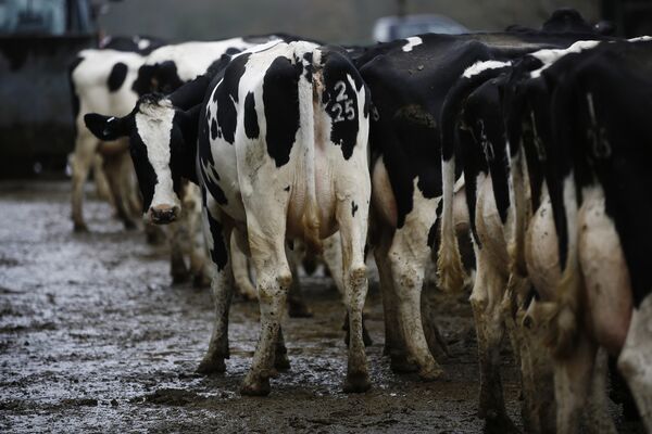 U.K. Dairy Farming At Charleston Farm