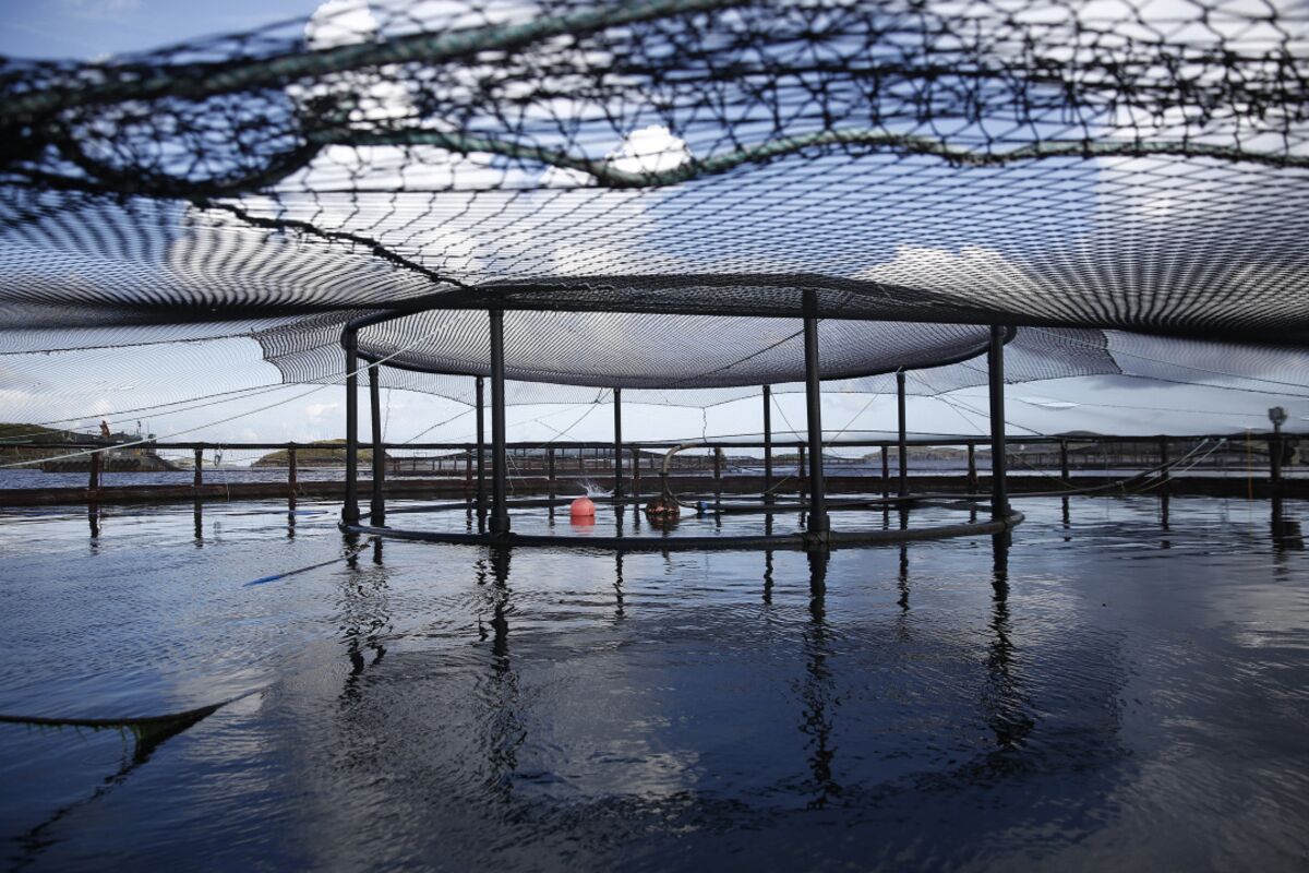 Salmon Farming Tech Boom: Norwegian Firm Raises Sales Targets Amid Investment Surge