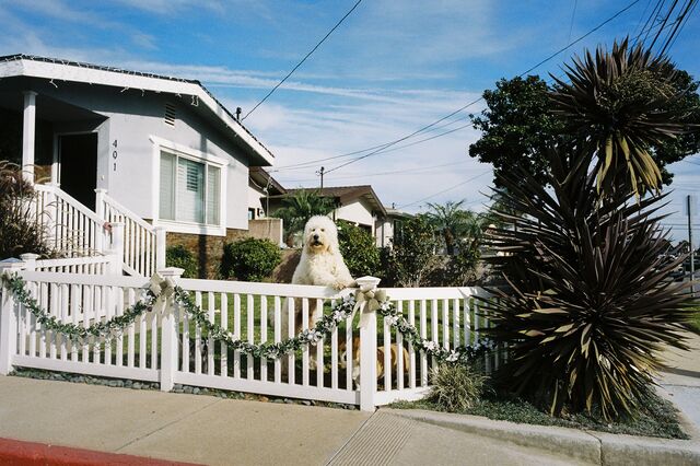 Doodle rests front legs on the fence in his yard, with a corgi looking through the fence below