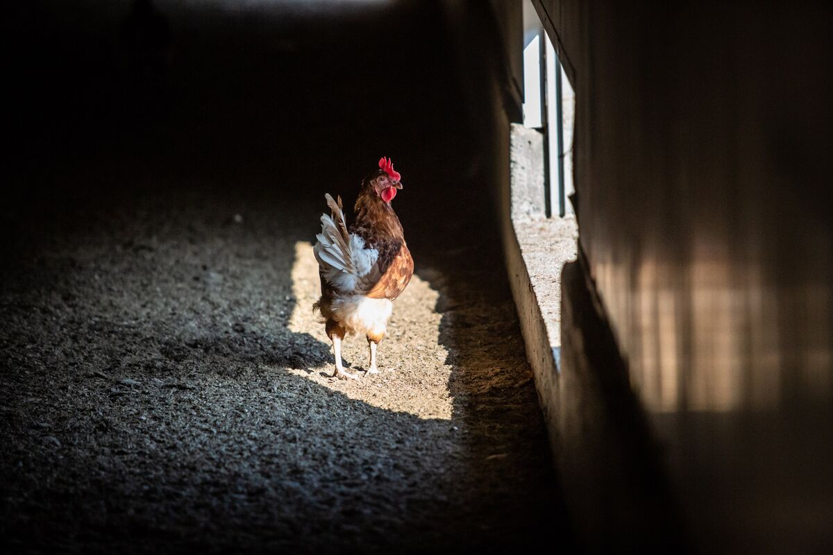 EU Food Watchdog Says Chickens Need More Room and Slower Growth