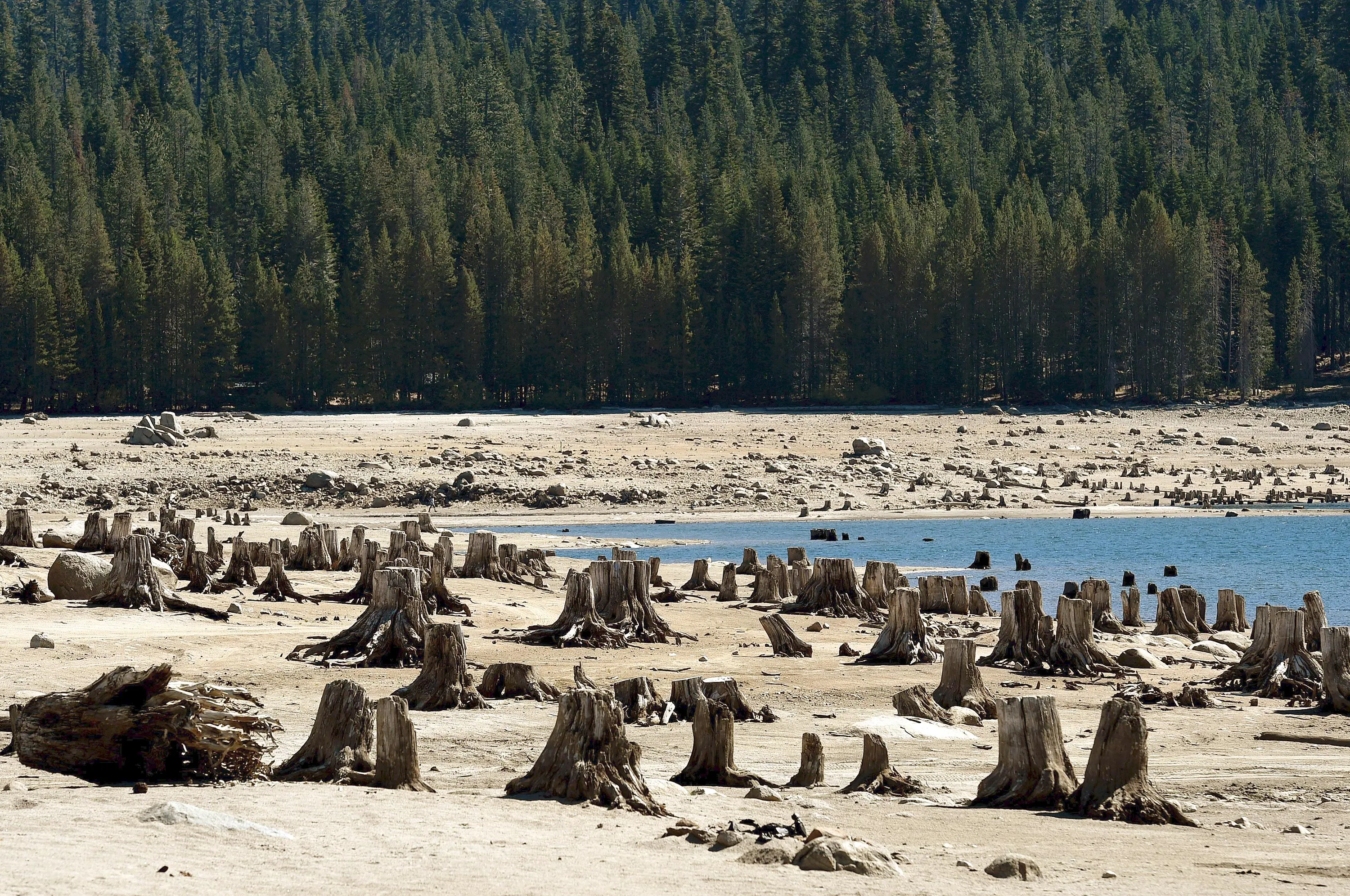 Exposed tree stumps on the dried up lake bed of Huntington Lake, which is at only 30% capacity, on Sept. 23, 2014. Photographer: Mark Ralston/AFP via Getty Images
