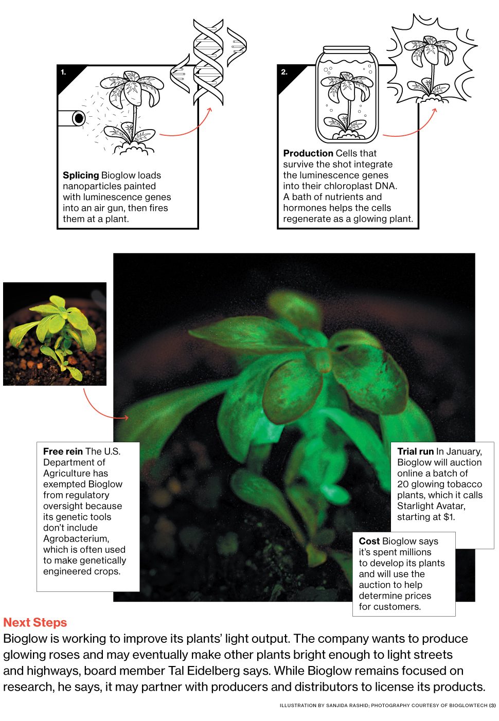 Innovation: Bioglow Develops Glow-in-the-Dark Plants as Lights - Bloomberg