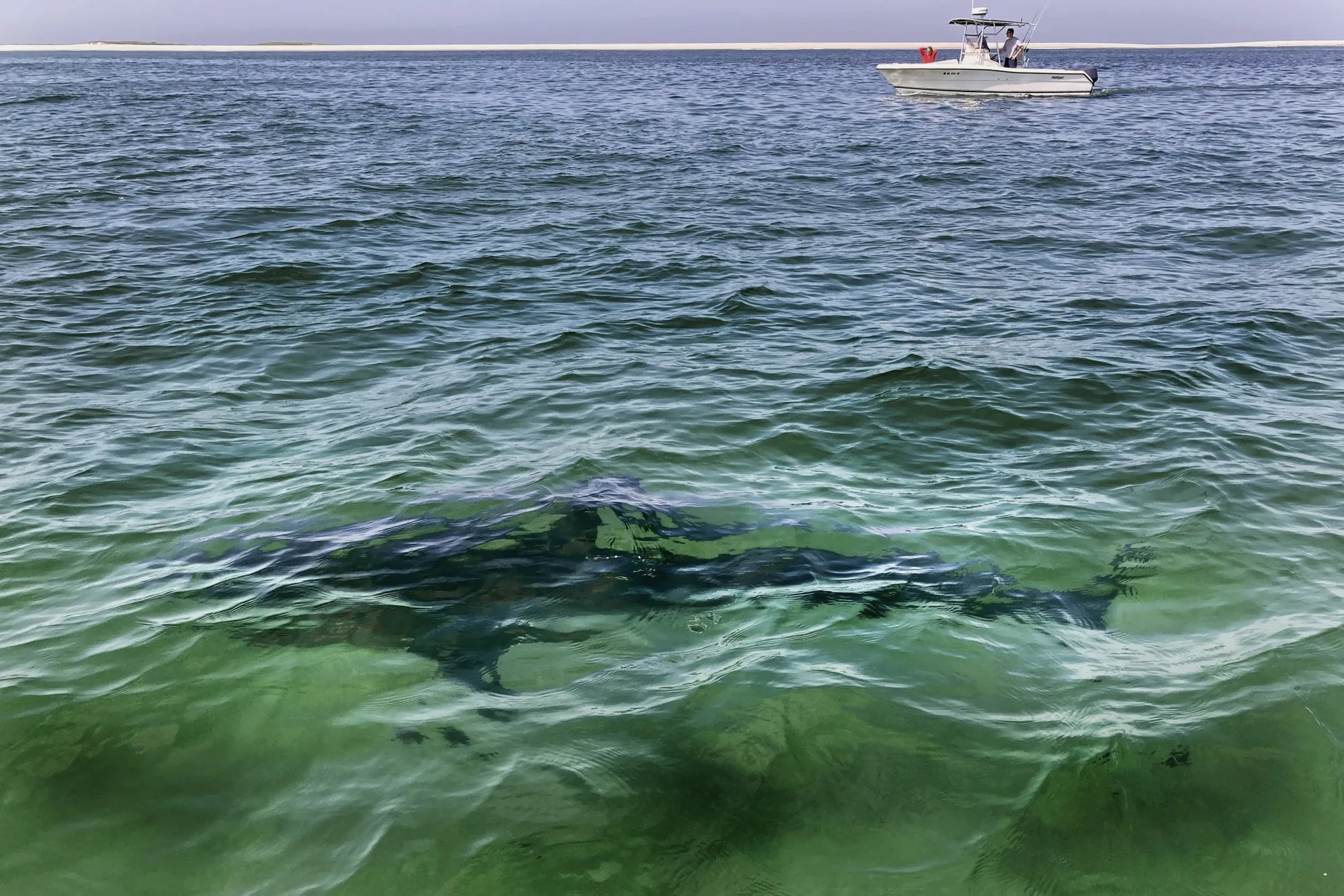 A white shark swims across a sand bar off the Massachusetts' coast of Cape Cod.
