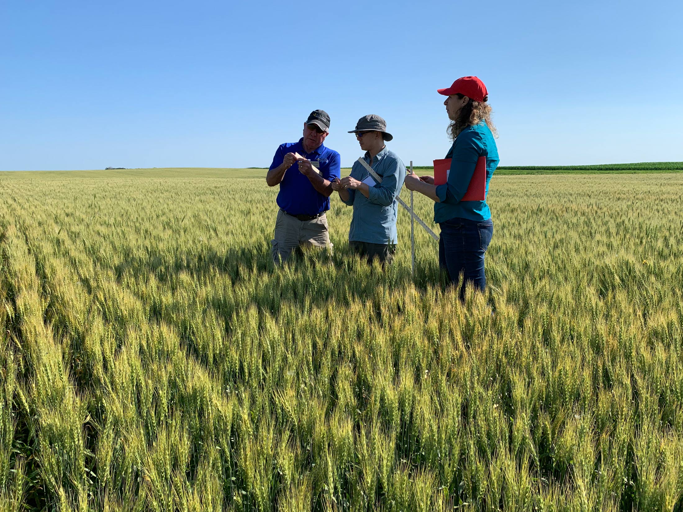 Crop scouts survey wheat field in Cass County, North Dakota, on July 23.