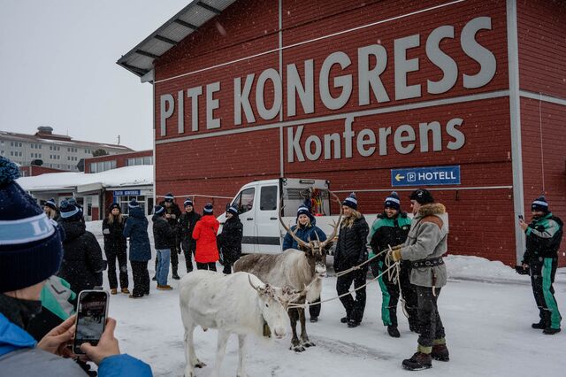 Tourists gather around reindeer