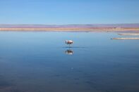Spare A Thought For The Flamingos As You Save The World