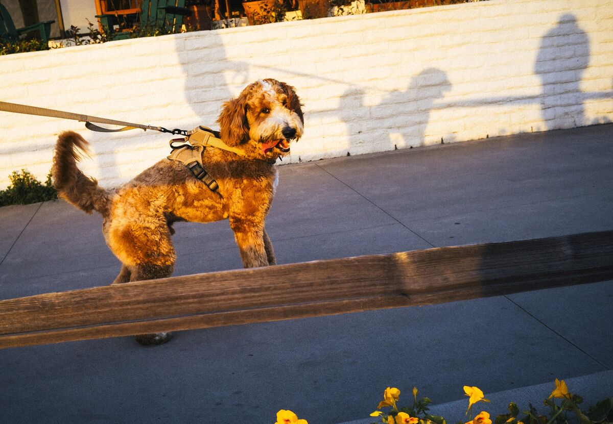 
                            How Goldendoodles, Labradoodles Won Hearts and Wallets: Big Take Podcast