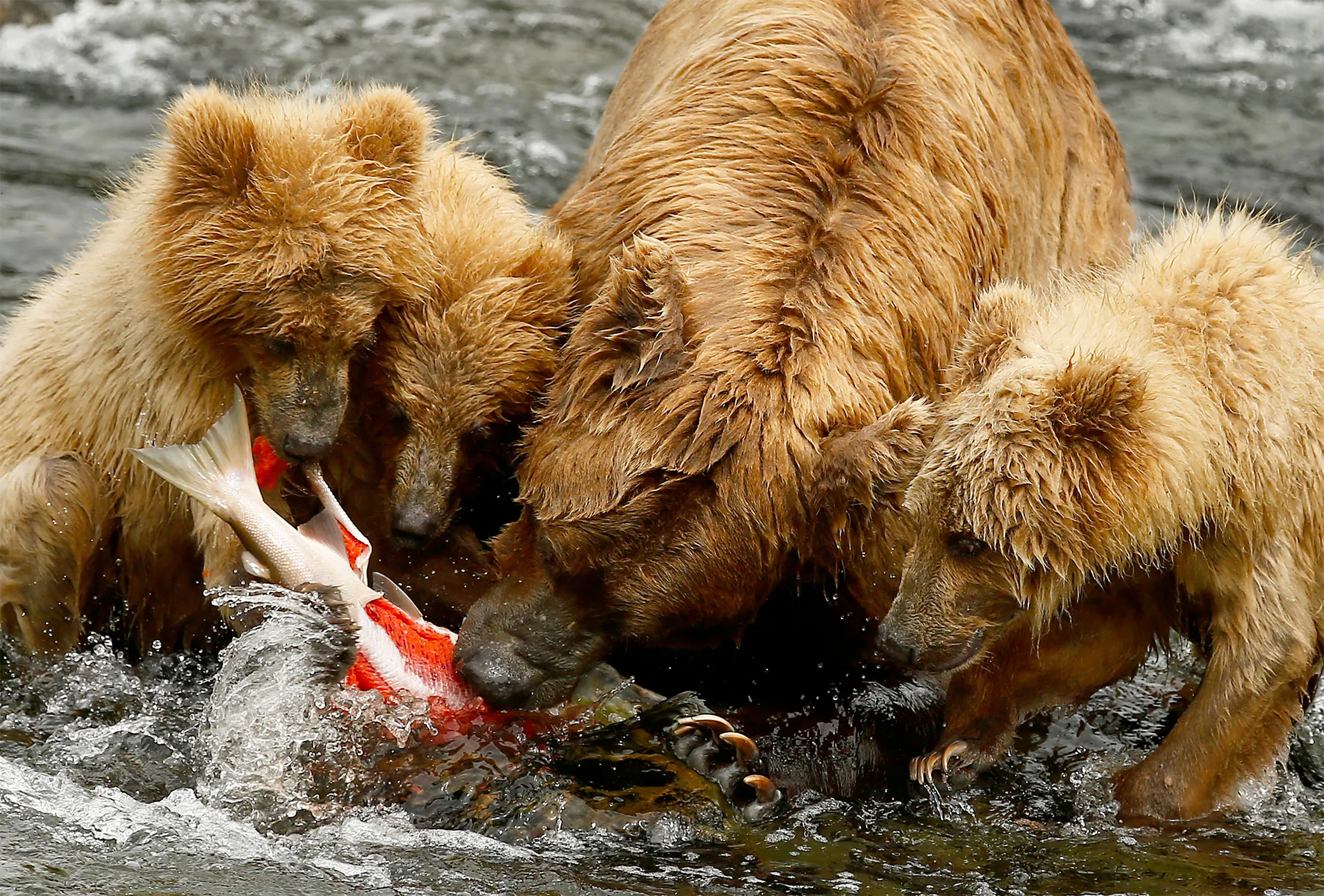 A bear and her three cubs tear apart and eat a sockeye salmon in Alaska's Katmai National Park in 2019.