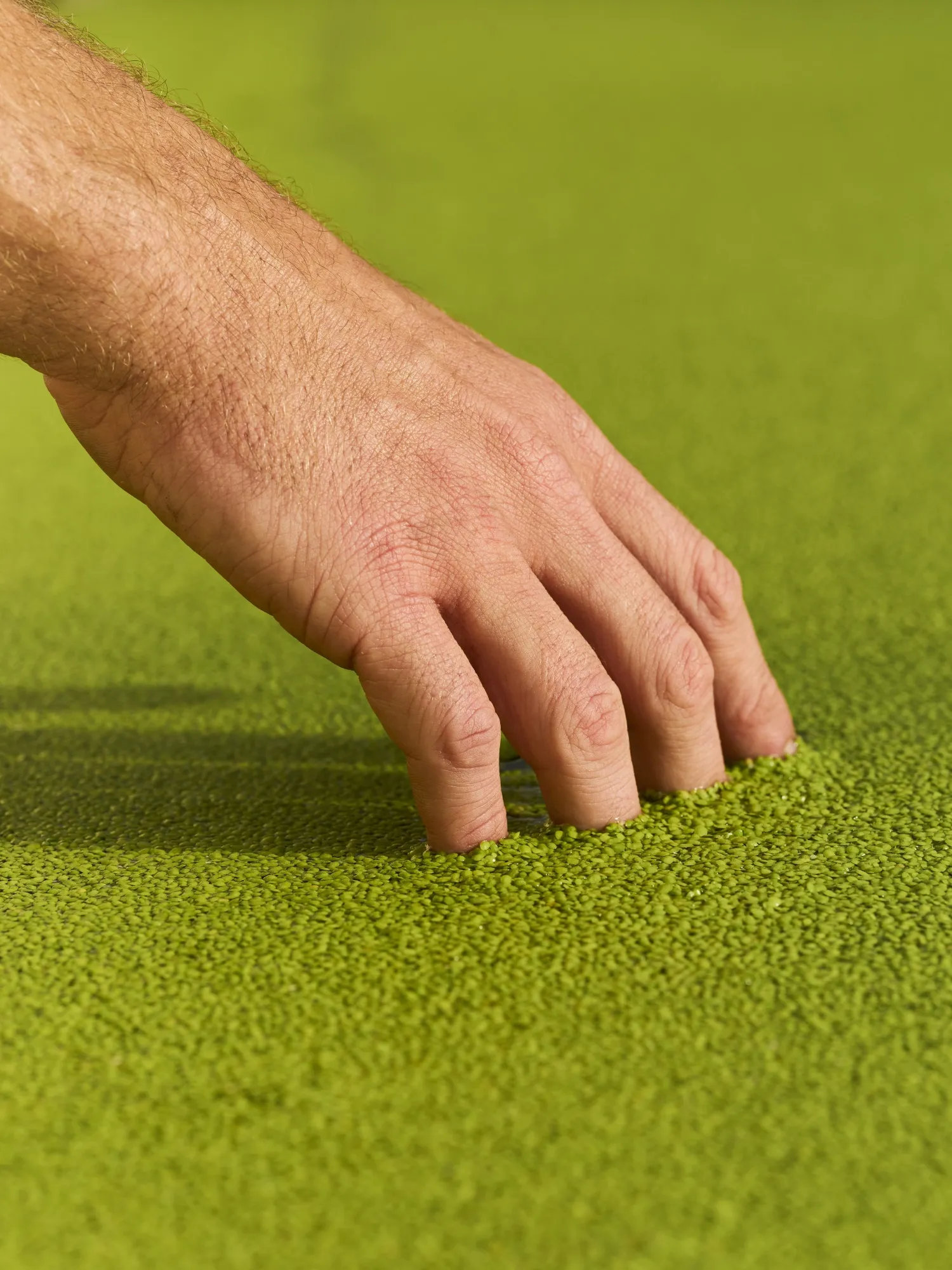 The Next Climate-Fighting Superfood Could Come From Ponds - Bloomberg