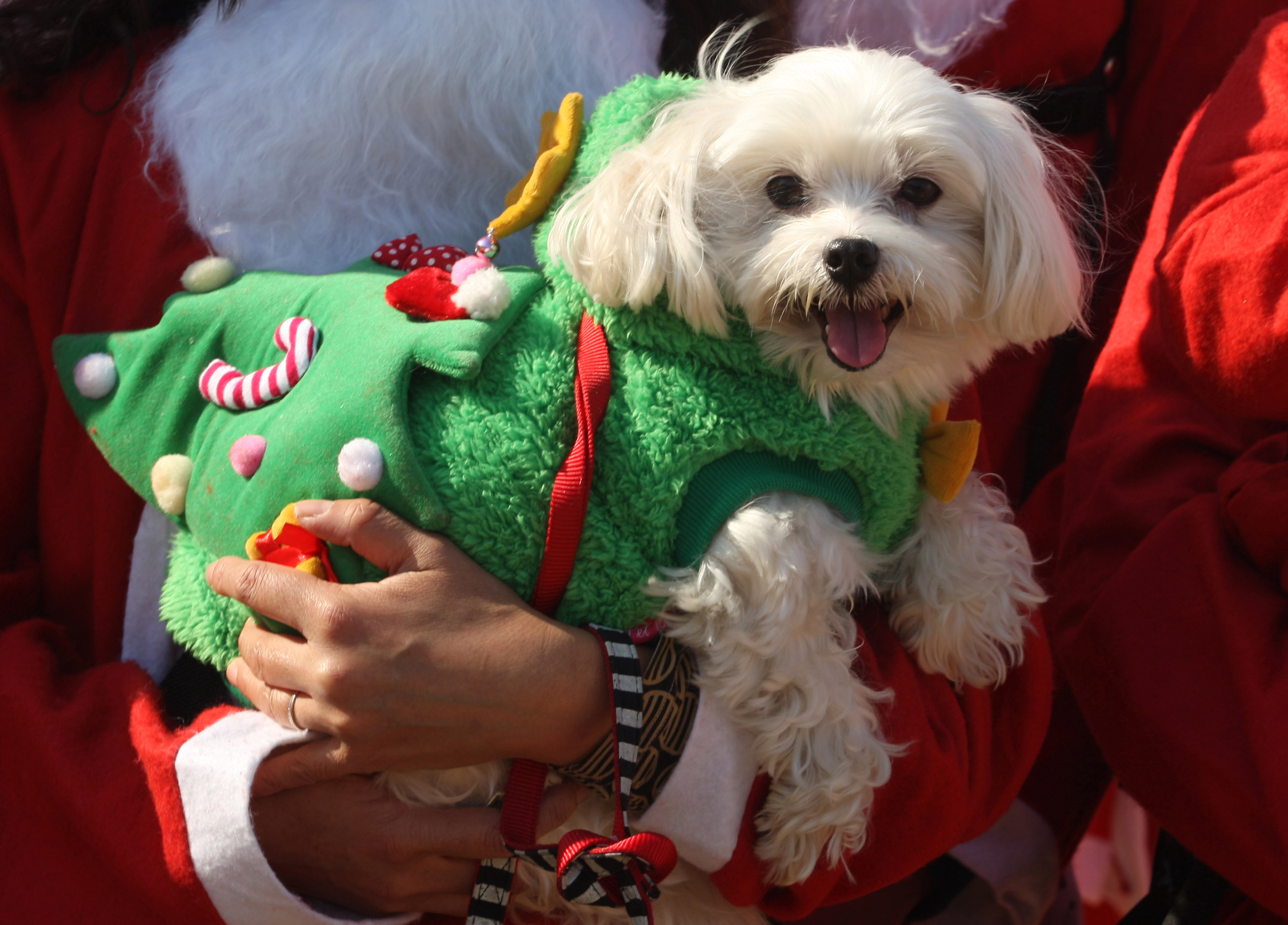 Advent Calendars For Dogs? Everyone Is Buying Pet Gifts This Christmas -  Bloomberg