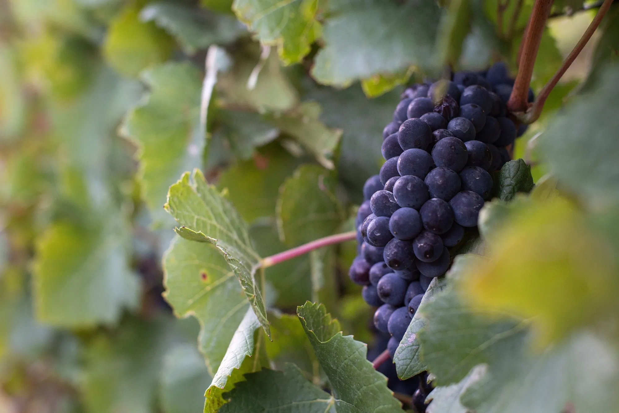 SAFRICA-HEALTH-VIRUS-ECONOMY-WINE