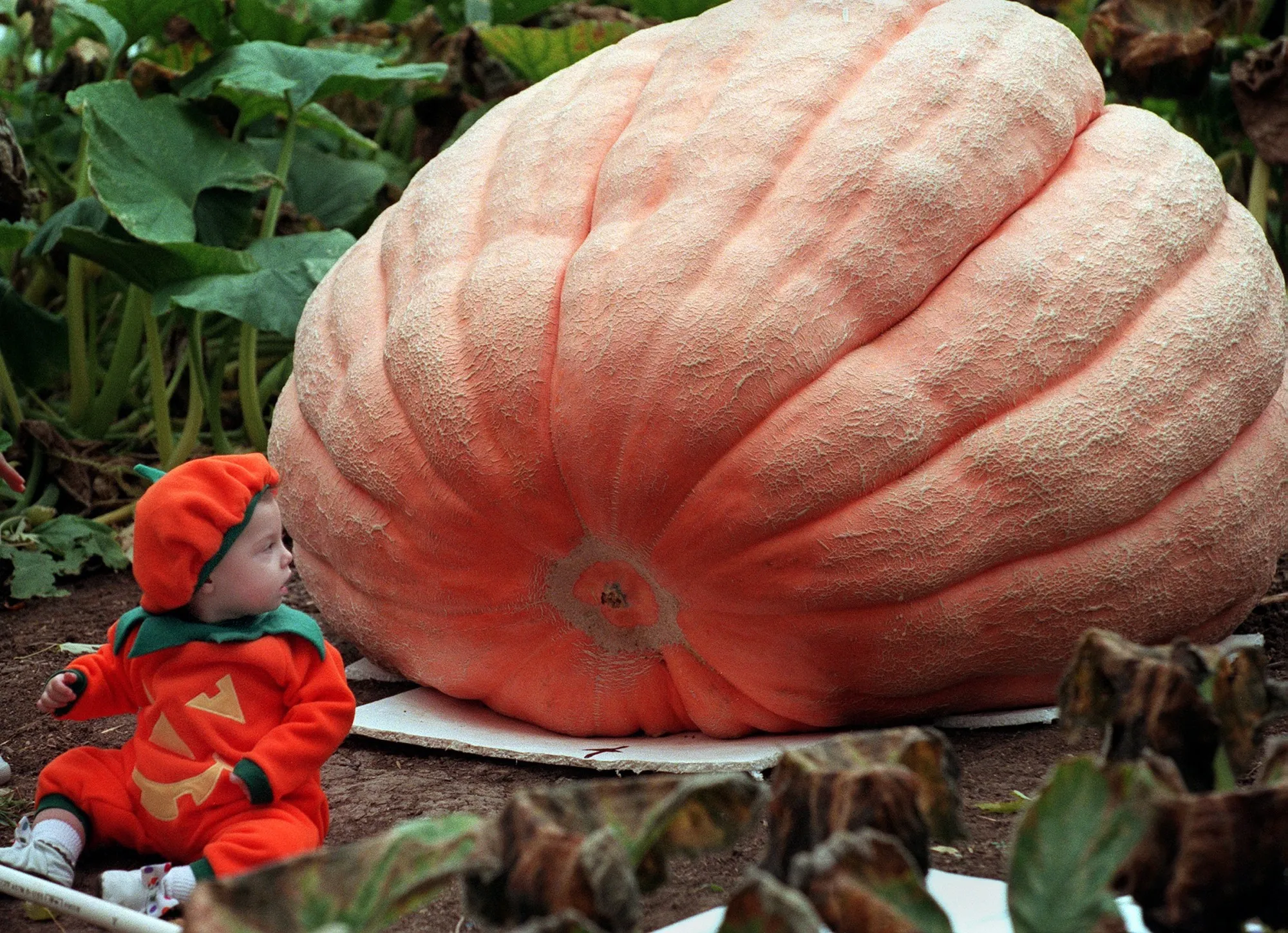 Those Giant Pumpkins Are a Marvel of Science - Bloomberg