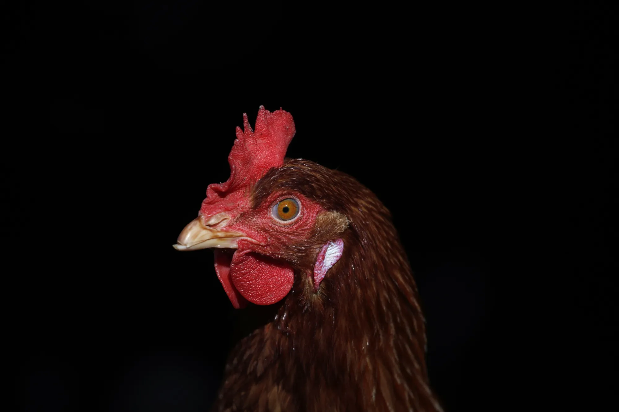 Farm Animals As Trump Announces $13 Billion In New Agriculture Aid