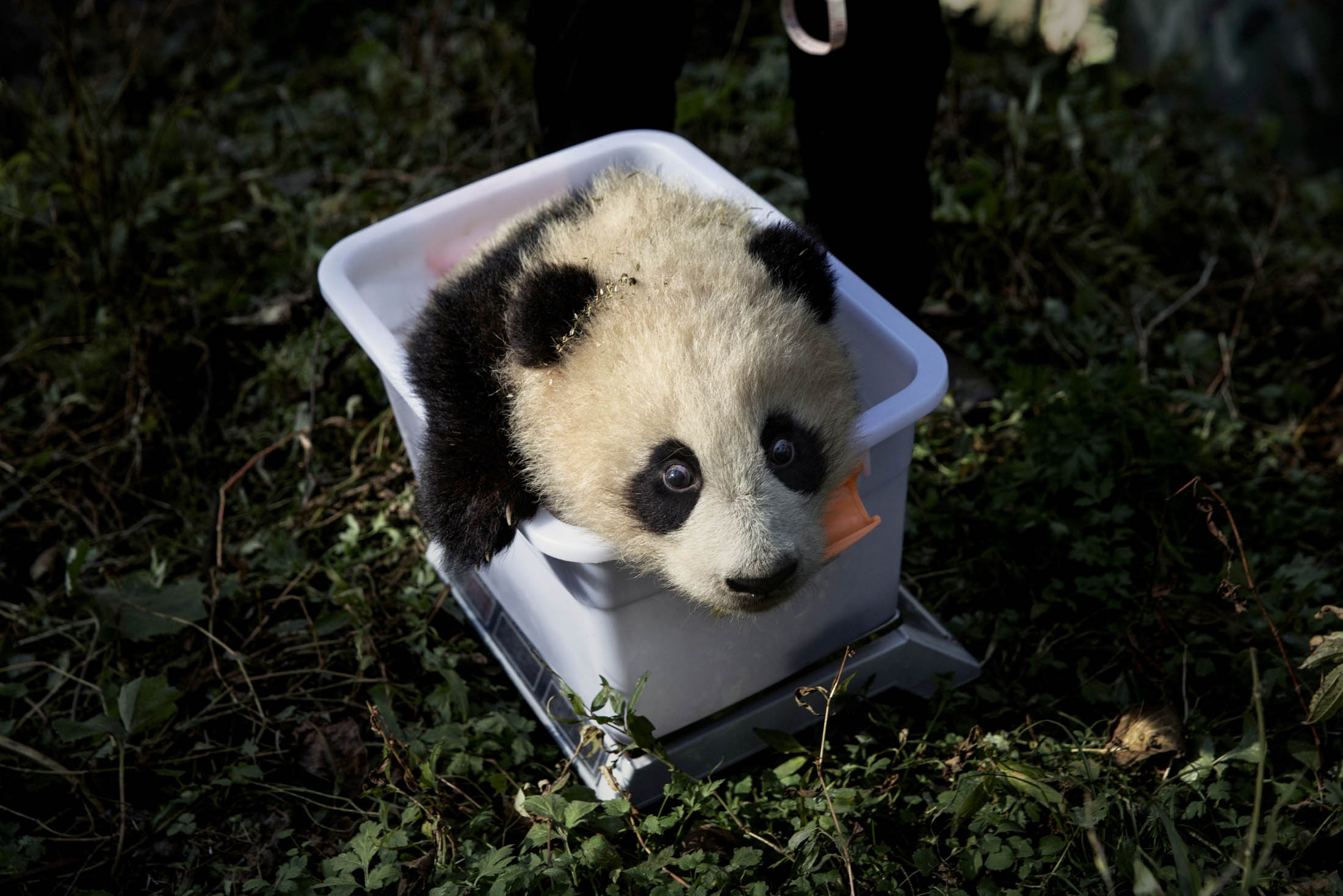 Фото Adam Dean/Panos Pictures с сайта Bloomberg