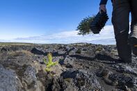 ICELAND-FORESTS-ENVIRONMENT-CLIMATE