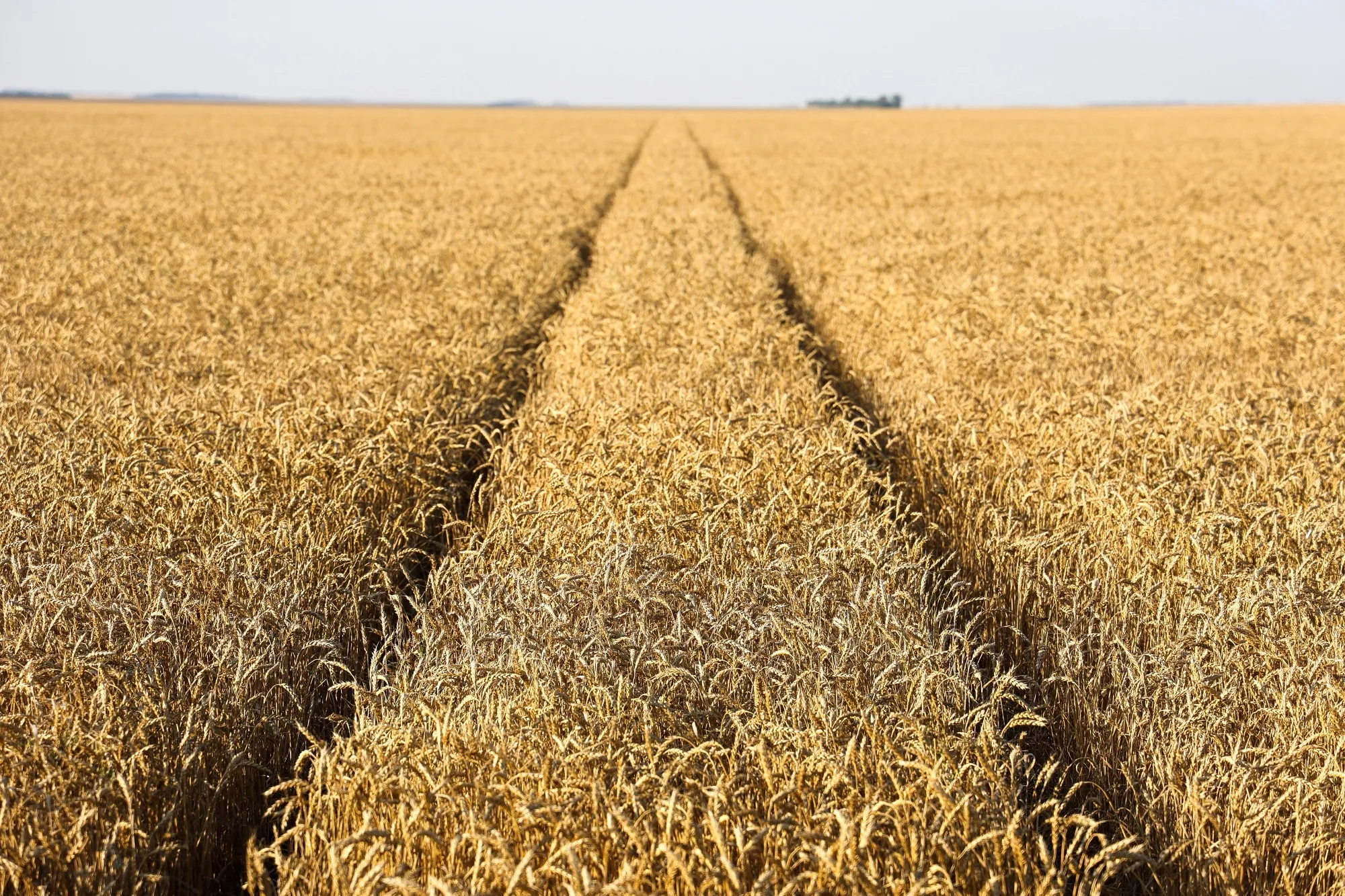 A wheat field&nbsp;near Stavropol, Russia.