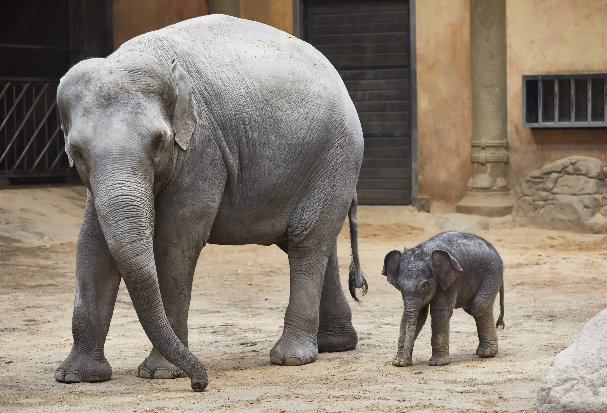 Small is no longer beautiful in the investment zoo.