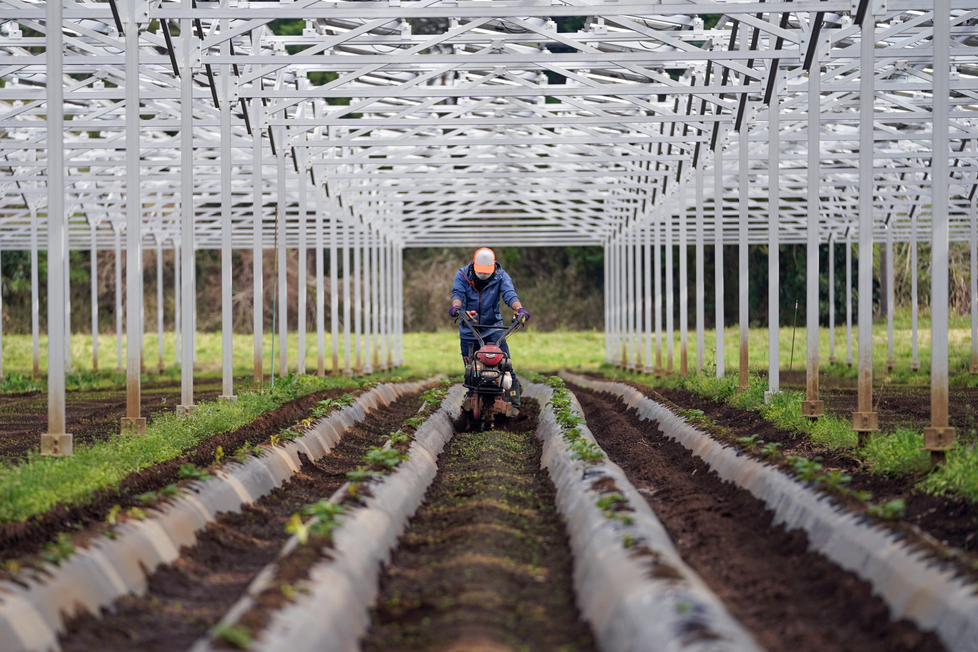 A worker cultivates a field under solar panels. Solar sharing involves the simultaneous use of farmland for producing crops and generating power.