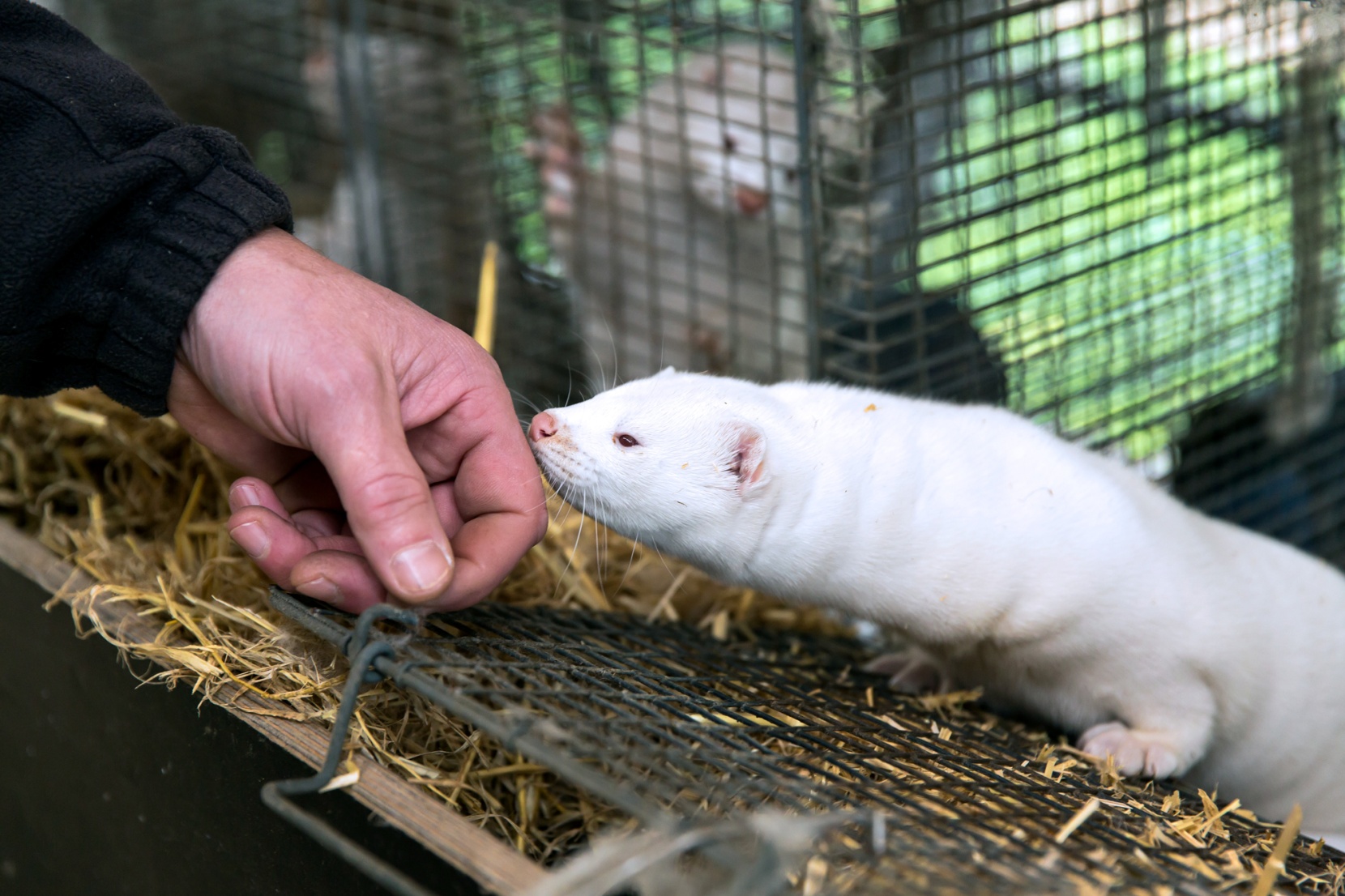 Minks at an estate in Denmark. Danish authorities have detected multiple mink-related strains of the virus in humans.