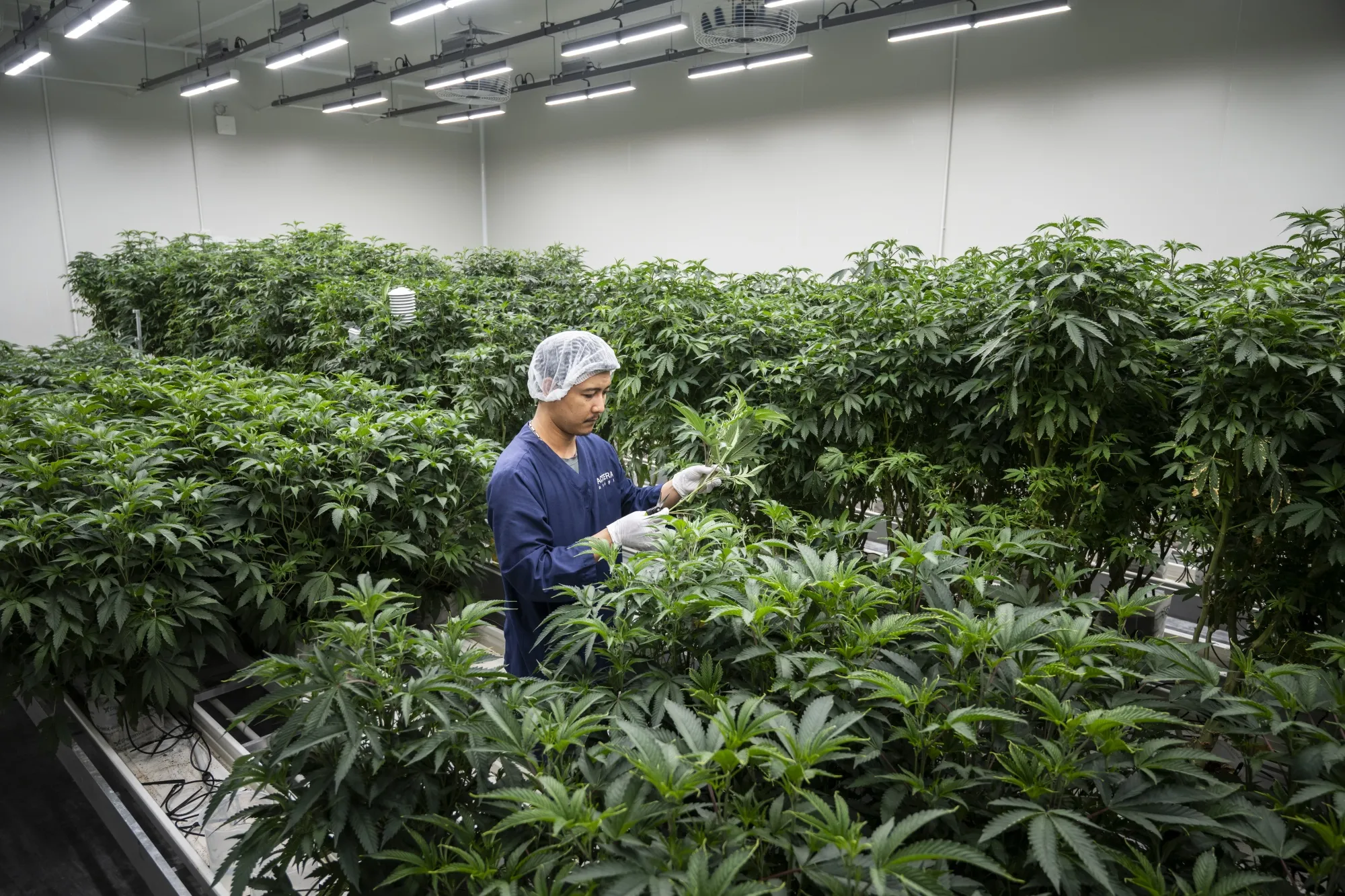 Liberal use of cannabis became a hot-button political issue ahead of Thailand’s national election last year.&nbsp;