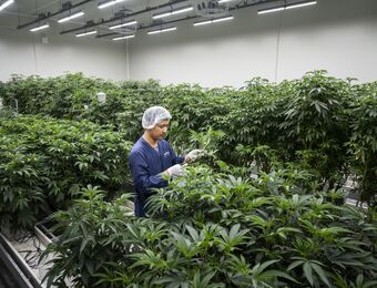 relates to Thai Plan to Curb Cannabis Use Triggered by Medical-Costs Jump