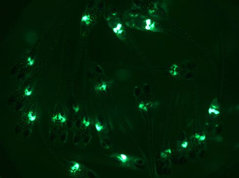 Transgenic Medaka Eleuteroembryos