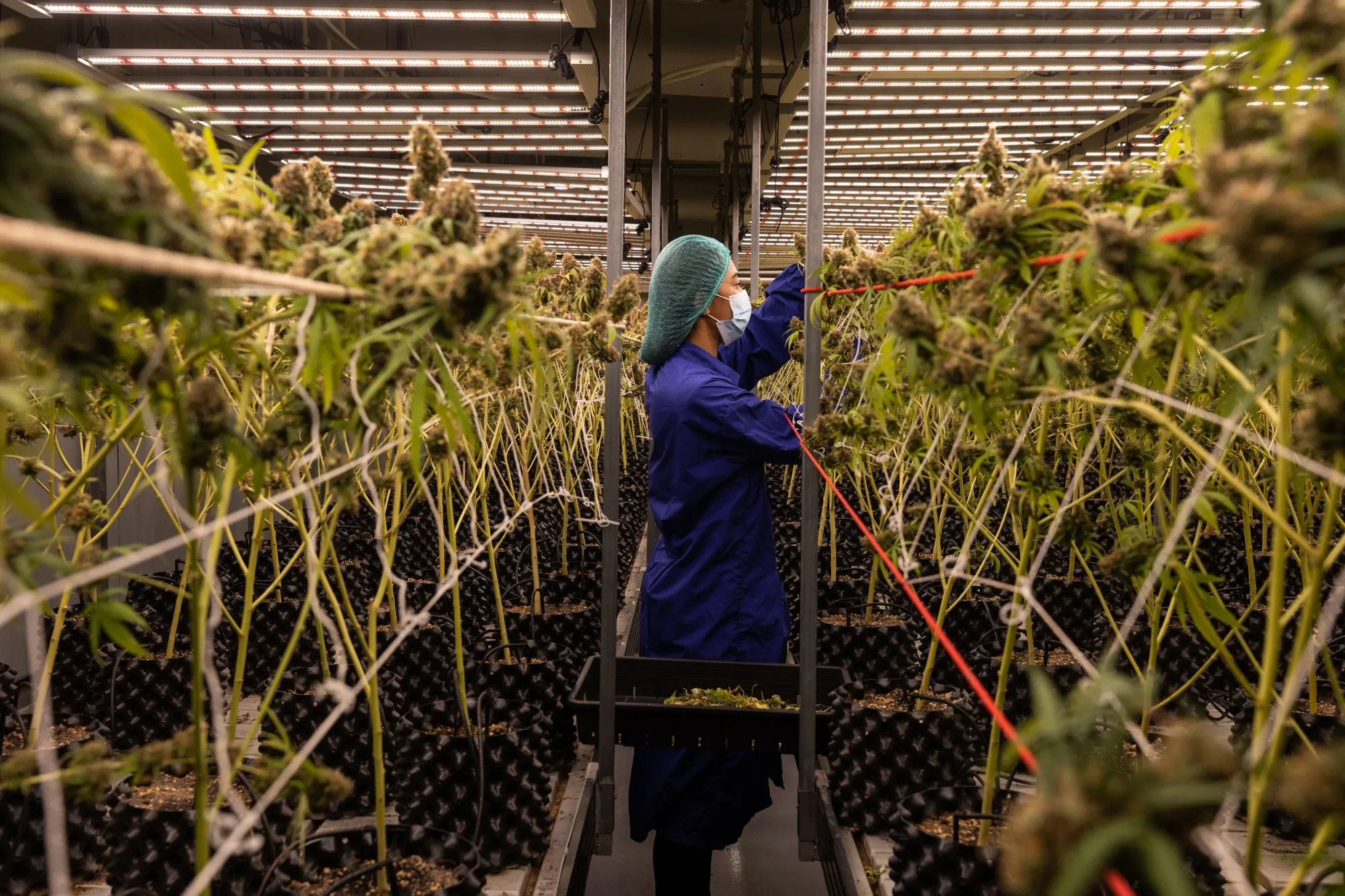 A worker prunes marijuana plants at a farm in Nakhon Ratchasima in June.