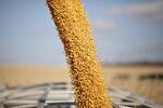 Corn Declines on Lackluster U.S. Export Sales