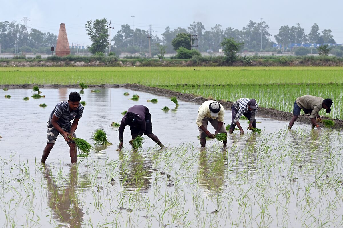 India Cuts Monsoon Forecast to 90% of Normal in Risk to Crops.