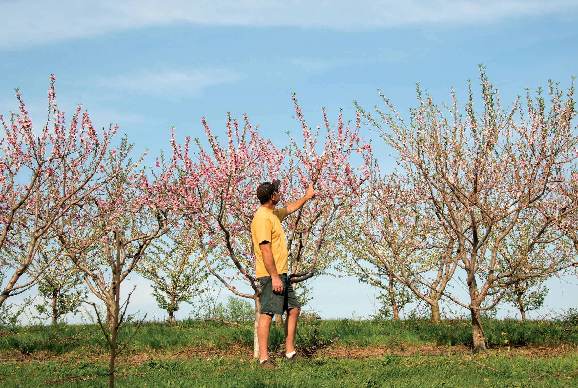 Ken Simpelaar’s apple orchards in upstate New York. Simpelaar is one of hundreds of farmers turning to wild bees to pollinate their crops.
