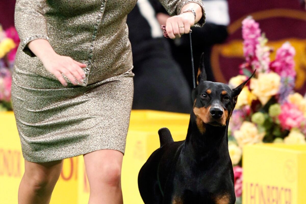 Westminster Dog Show Viewer's Guide The Smart Money's on Fifi the Doberman Bloomberg