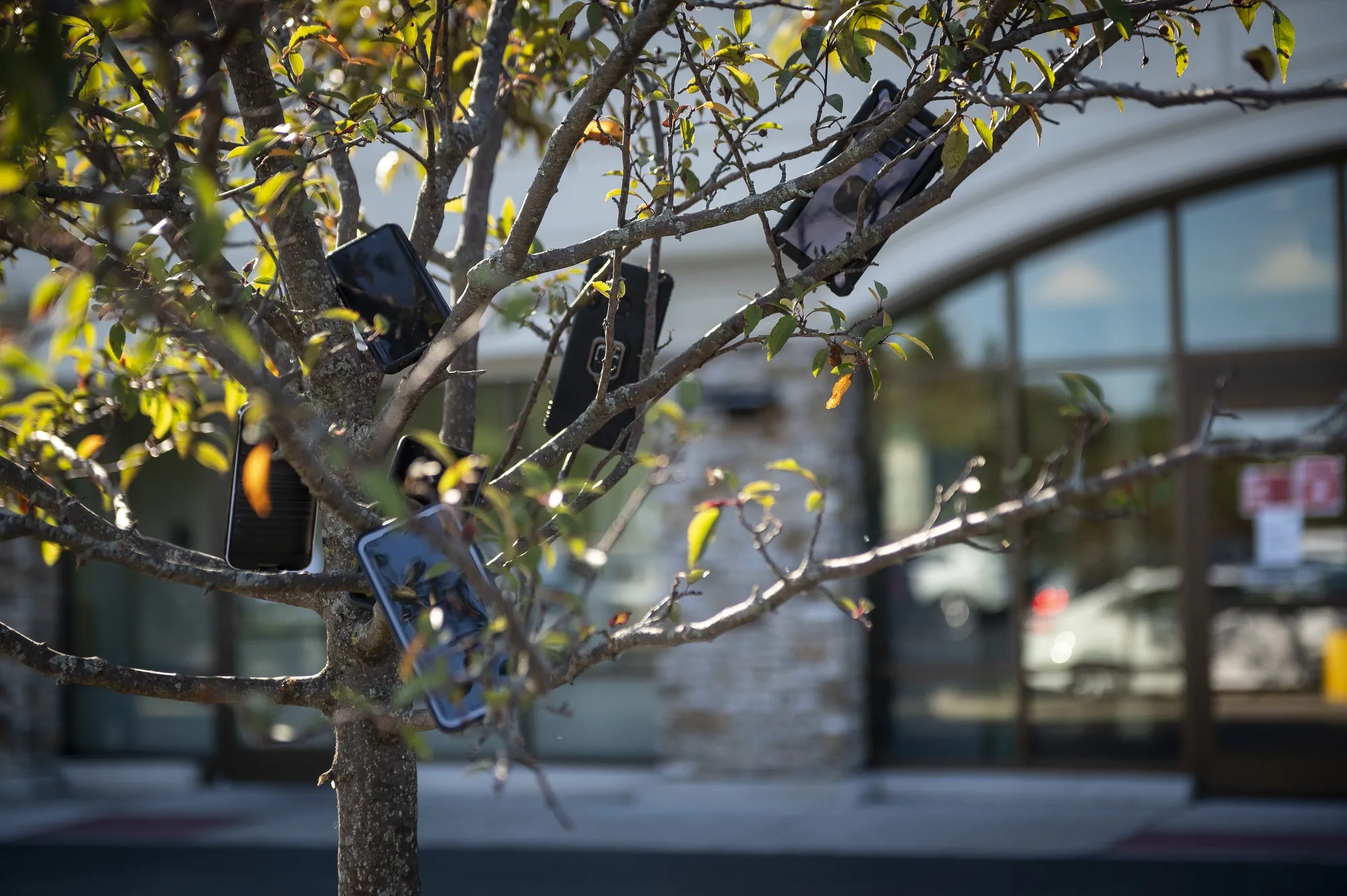 Mobile devices hang in a tree outside of a Whole Foods store in Evanston, on Aug.29.