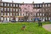 Georgian town houses in Edinburgh, Scotland