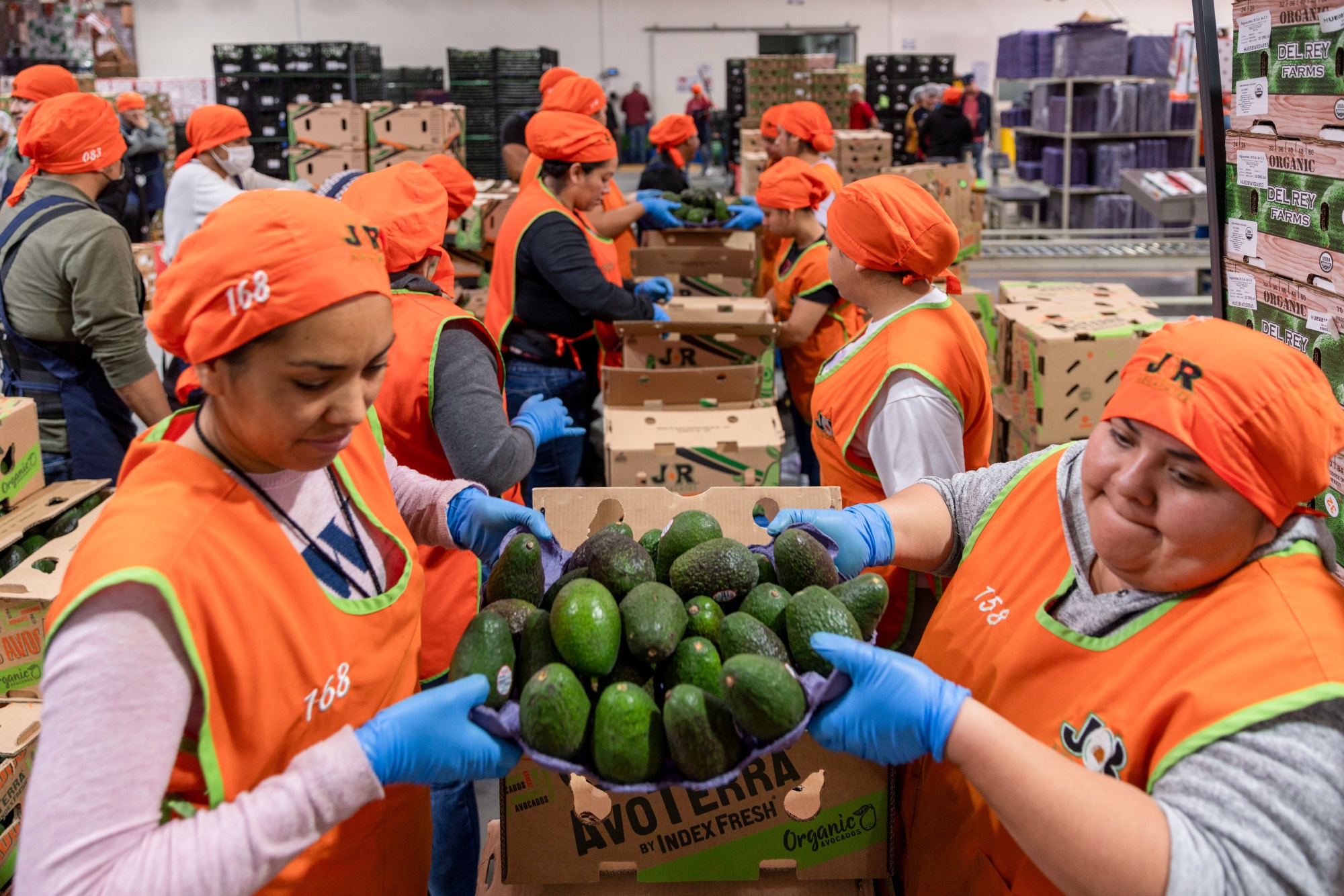 Workers move avocados at an avocado packaging facility in Uruapan, Michoacan state, Mexico, on Tuesday, March 18, 2025. US President Donald Trump this month imposed 25% tariffs on goods from Mexico and Canada, but then gave a reprieve until April 2 on items that fall under the North American trade agreement. Photographer: Stephania Corpi/Bloomberg