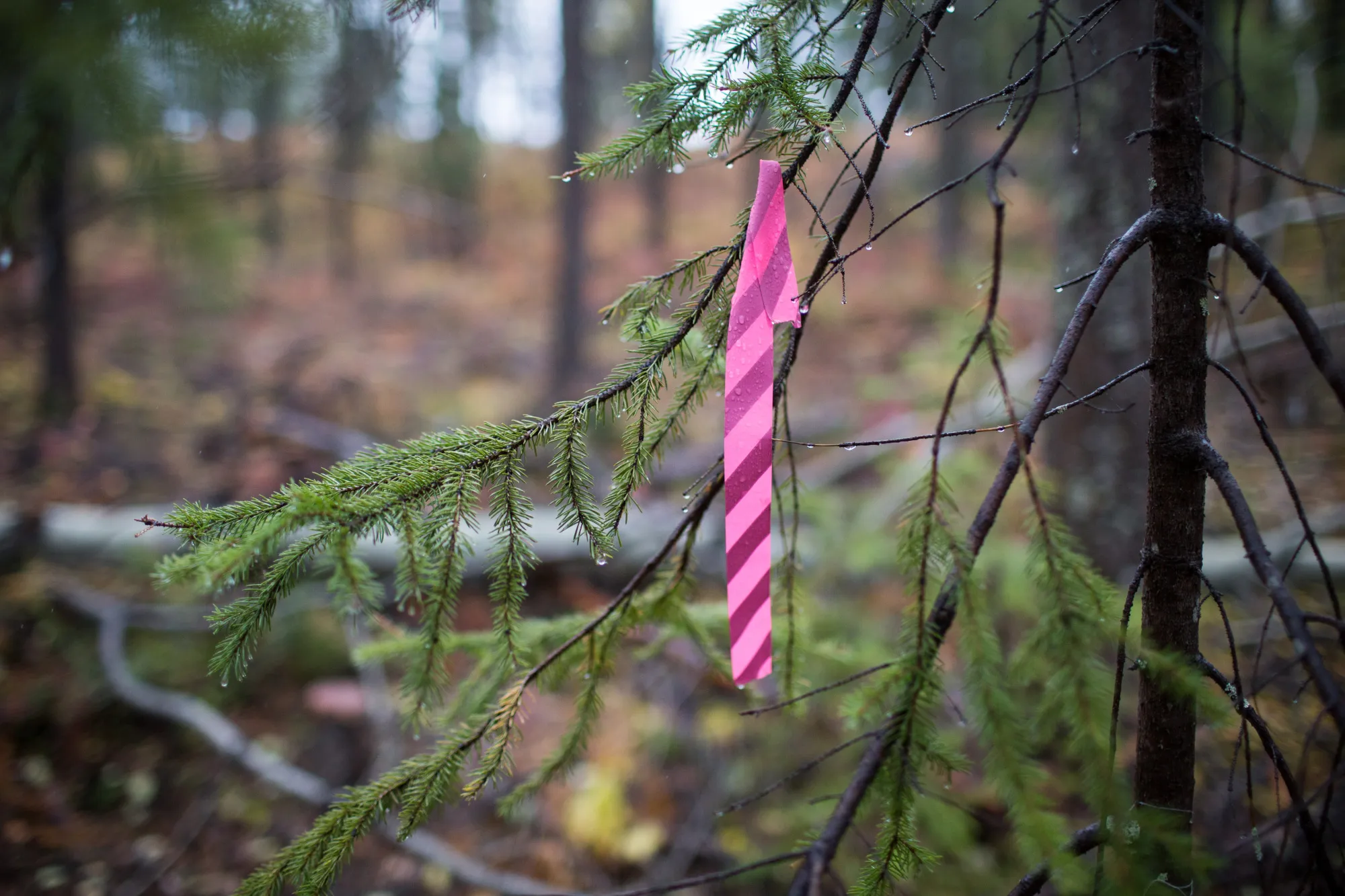 A marked tree is pictured near a West High Yield GPS survey coordinate outside of Rossland, British Columbia, Canada.

&nbsp;