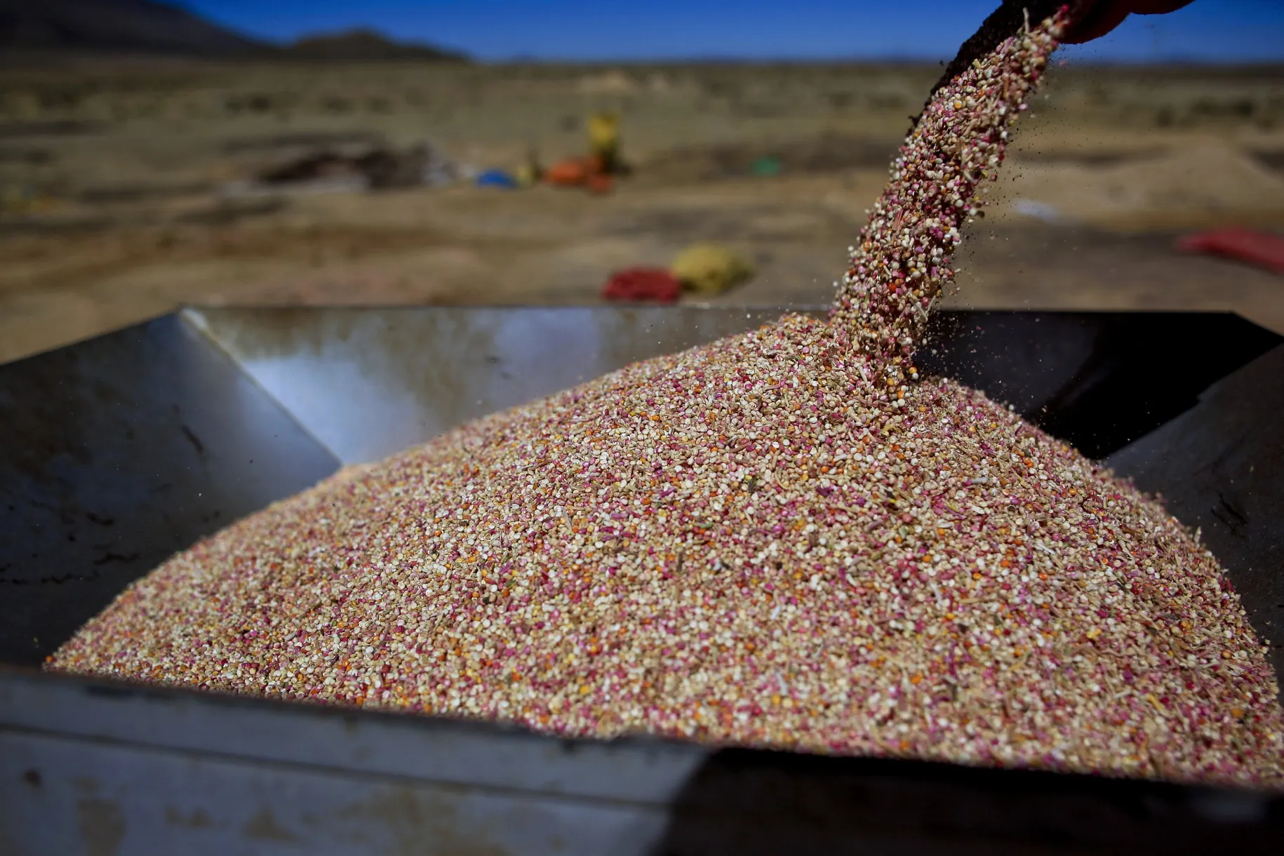 Quinoa seeds are processed after being harvested in Challapata, Bolivia, on Wednesday, May 12, 2010.