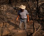 A fifth generation cattle rancher grabs a cow bell off of the carcass of a dead cow after the North Complex West Fire in the Tahoe National Forest in Butte County, California on Oct. 2.