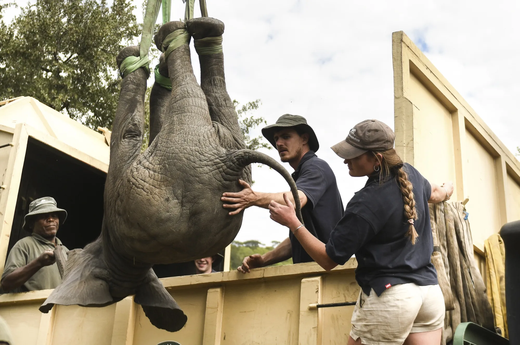 An elephant is hoisted into a transport vehicle at the Liwonde National Park southern Malawi, July 10, 2022. Photographer: Thoko Chikondo/AP