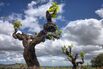 The Old Vine Project Campaigns to Save South Africa’s Historic Vineyards